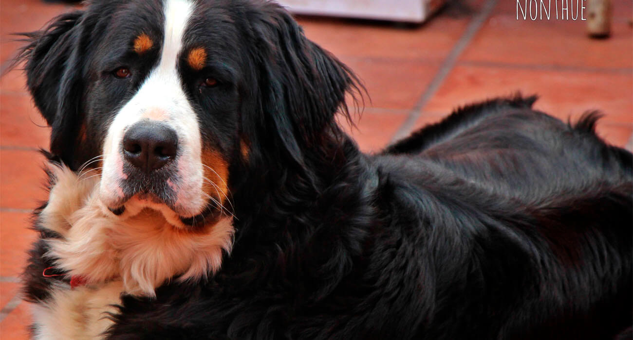 criadero de perros de raza